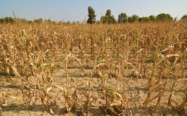 Dry crops