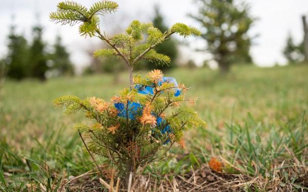 Small Christmas tree