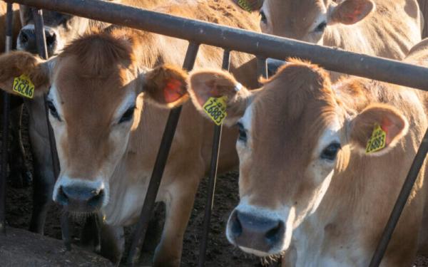 Image of dairy cows at dairy farm