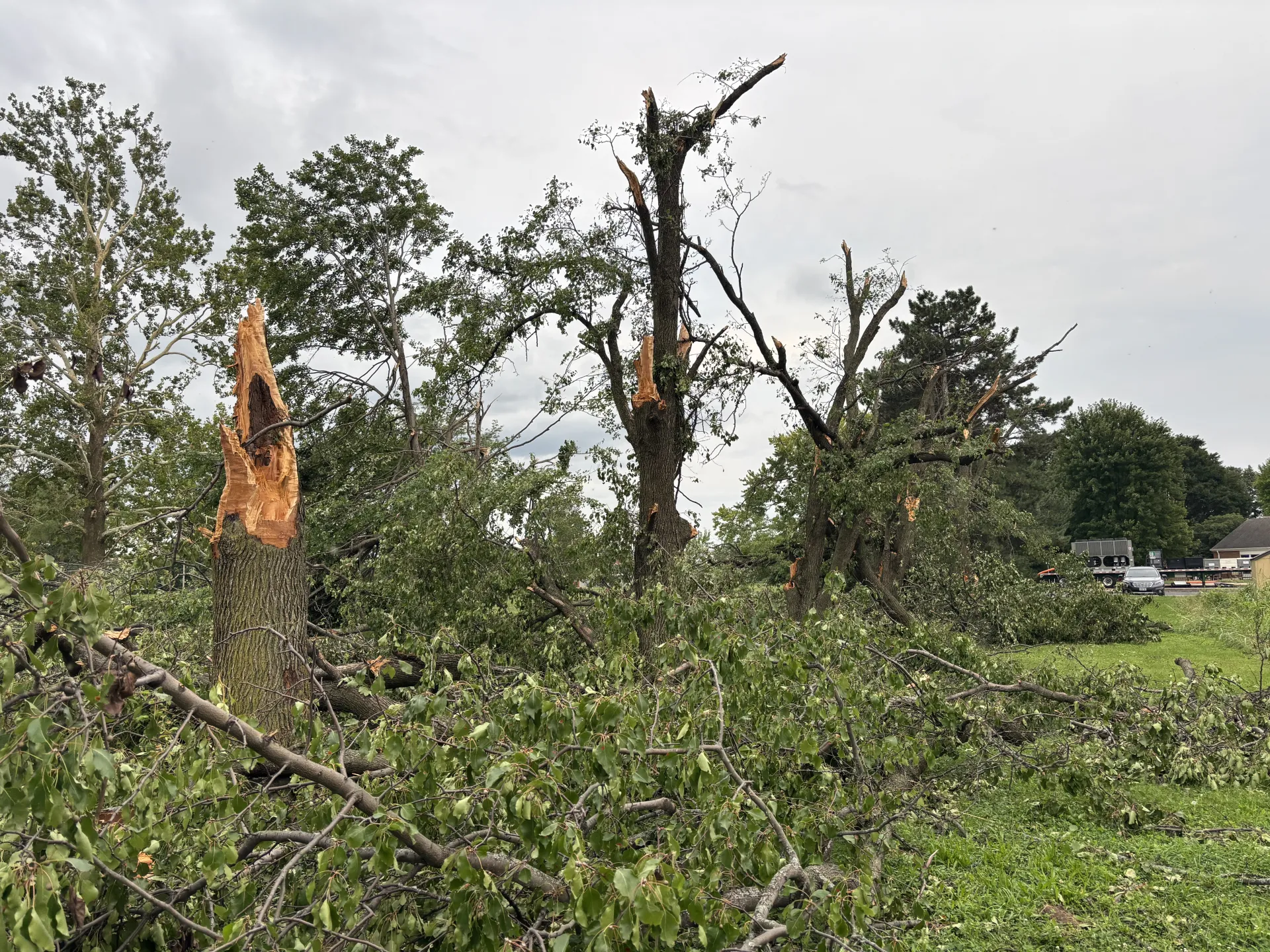 Multiple trees down in a grass field with grey skies. 