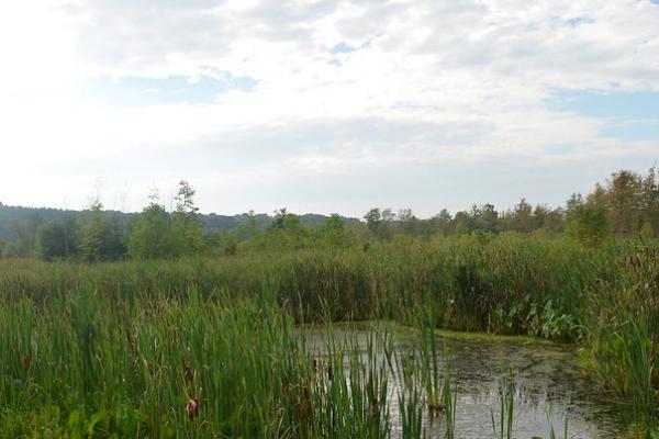 Ohio wetland