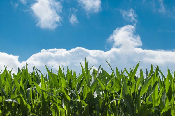 Corn field, blue sky, white clouds