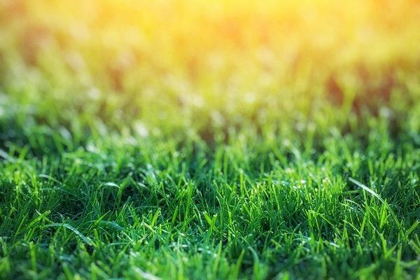 Grass field in sunlight