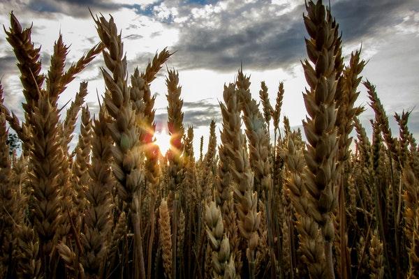 Wheat field in sunrise with cloudy skies