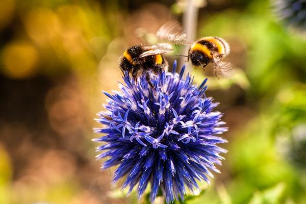 Bees around a purple ball like flower