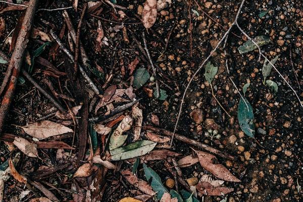 ground with soil and green and brown leaves and twigs