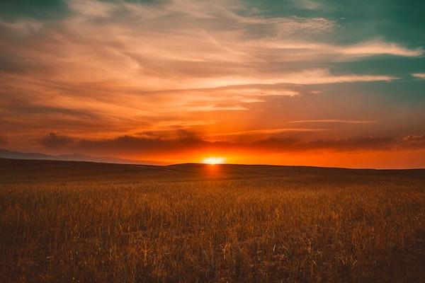 sunrise on a field of wheat under blue orange sky and clouds