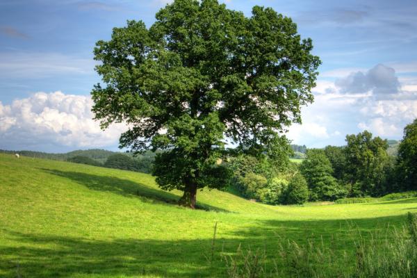 Green landscape of trees, rolling grassy hill under blue skies and white clouds