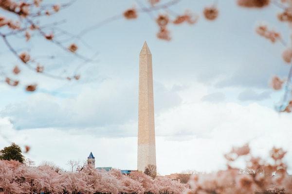 Photo of Washington Monument through cherry blossoms in Washington D.C