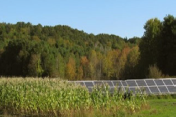 Corn field and trees and solar panels