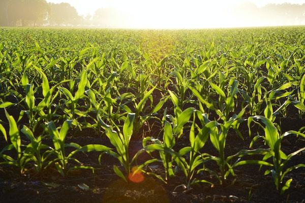 corn field on a sunny, hazy day