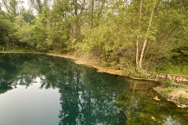 Creek and dock with algae and treed shoreline