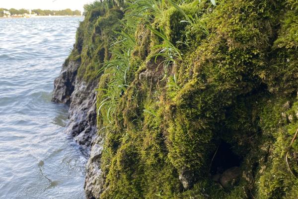 Moss and vegetation covered cliff along calm water