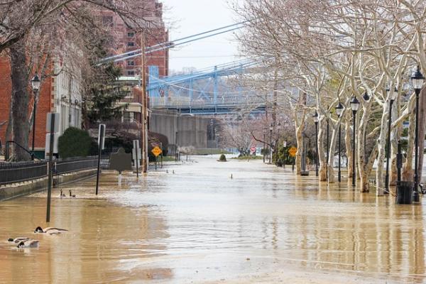 A tree-lined city street with buildings and street signs submerged in muddy water with ducks swimming. 