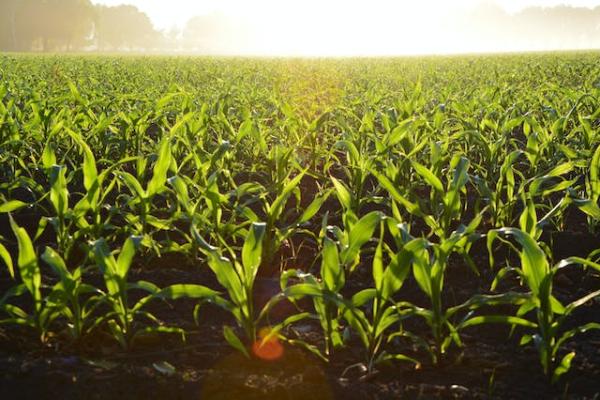Corn field in the sunlight.
