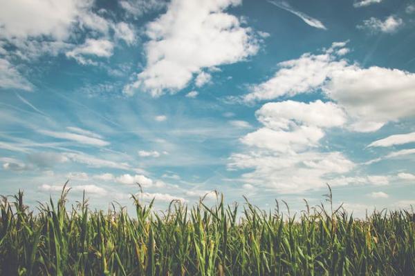 Field of corn under blue skies and white scattered clouds.