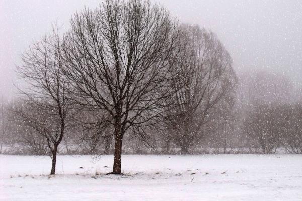 Bare trees and ground covered with snow as more snow falls.