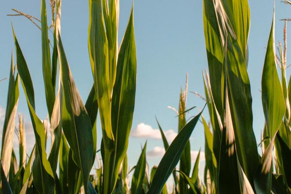 Corn field against the blue sky.