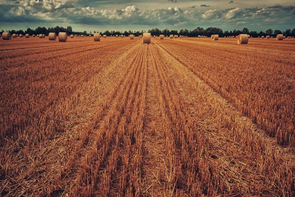A brown field with round bales scattered around under blue skies with white clouds and a tree line in a distance.