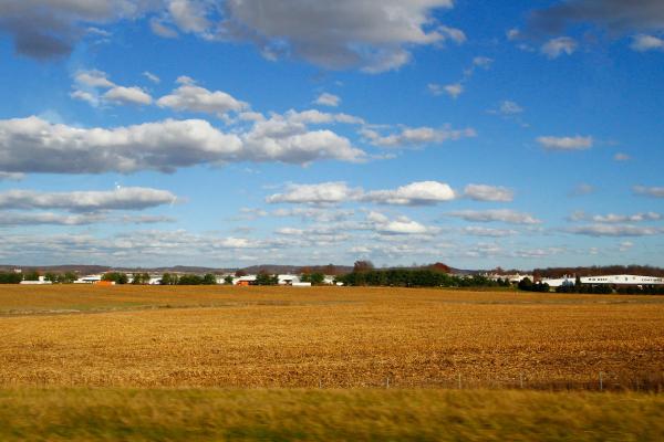 Agricultural field under blue skies with white clouds.