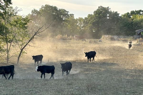 A sunny scene at a farm with several cows grazing in a field and running creating dust clouds around them