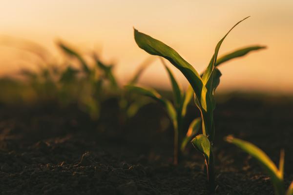 Green maize seedlings growing in cultivated agricultural field in sunset
