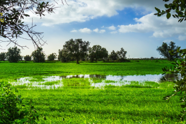 Lush green landscape with a small water body under a bright sky, framed by trees, featuring logos for "Country Journal" and "AgNet" on the upper corners.