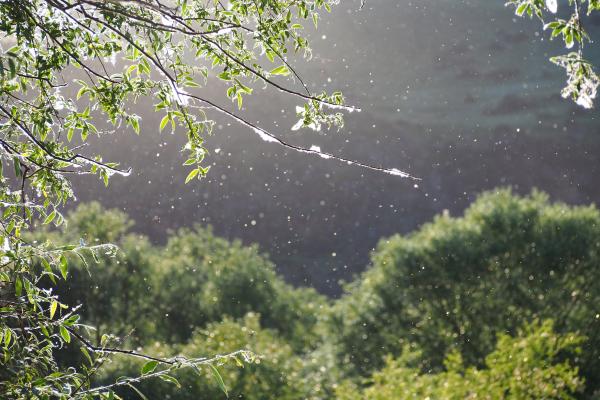 Poplar floating in the sunlight among the trees.