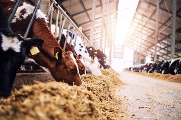 Group of cows at cowshed eating hay.