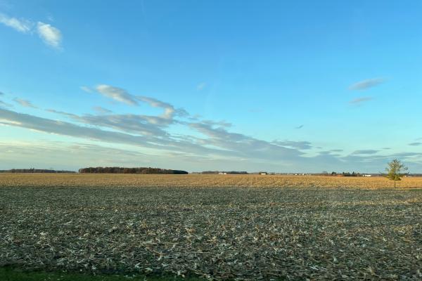 A corn farm.