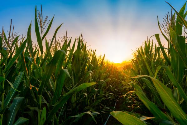 corn field