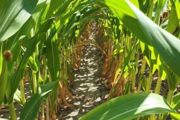 Sunlit rows of green corn plants with dry leaves near the base.