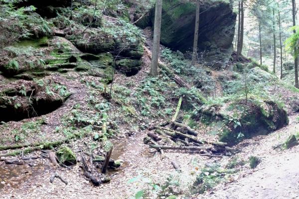 Forest with rock outcrop