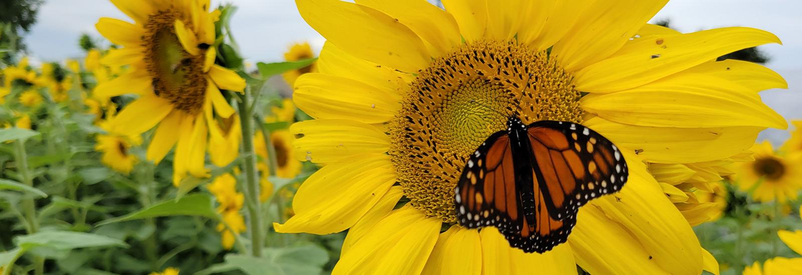 Sunflower with Monarch butterfly 