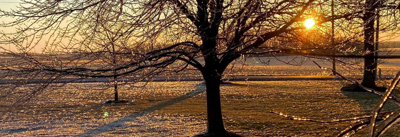 Sunrise with ice in trees and on grass