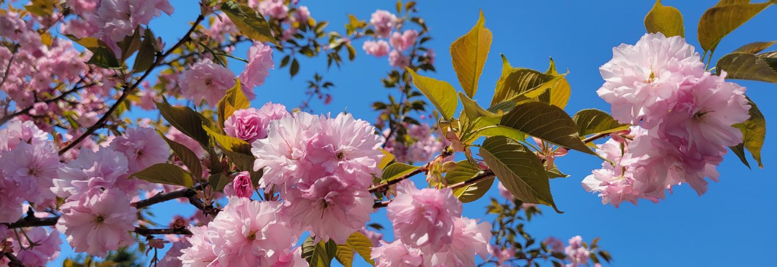 Image of tree branch with pink blossoms and blue sky