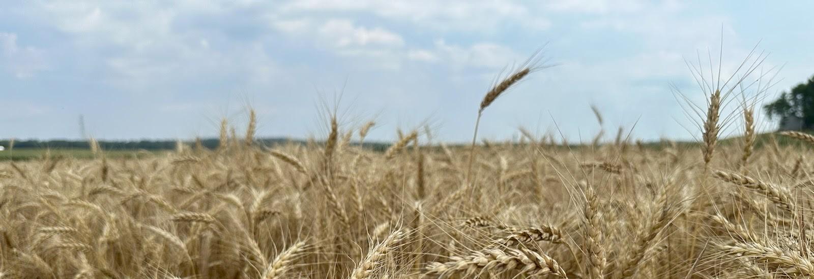 Wheat field under blue skies and white clouds.